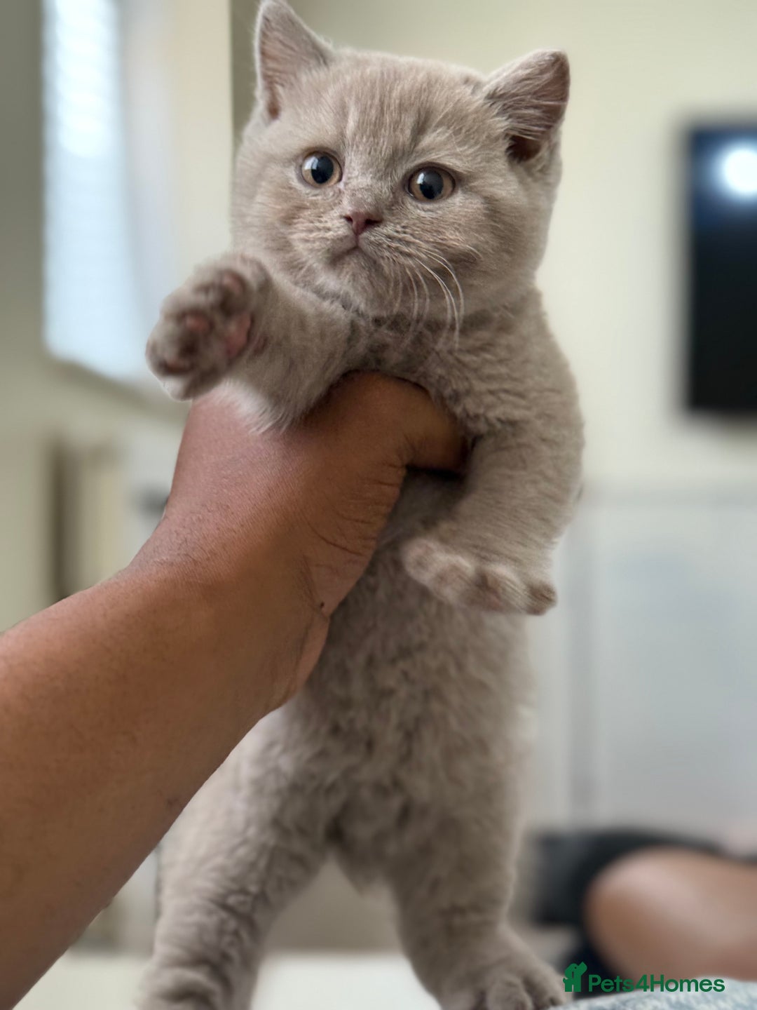 British Shorthair cats for sale: British shorthair/British longhair kittens 🐾  - Image 11