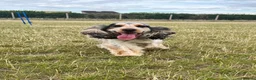Cocker Spaniel dogs for sale: Stunning Show Cocker Spaniel puppies DNA tested - Advert 7