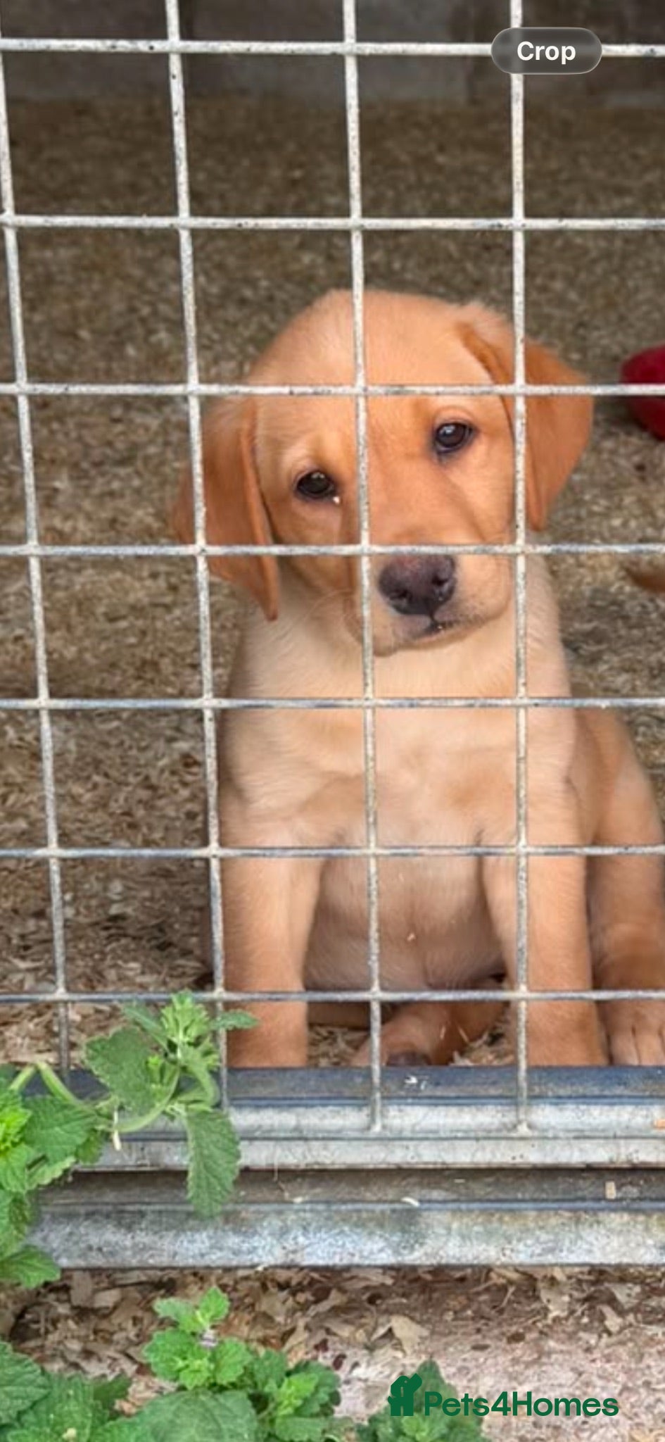 Labrador Retriever dogs One gorgeous golden girl left ready now  - Advert 2