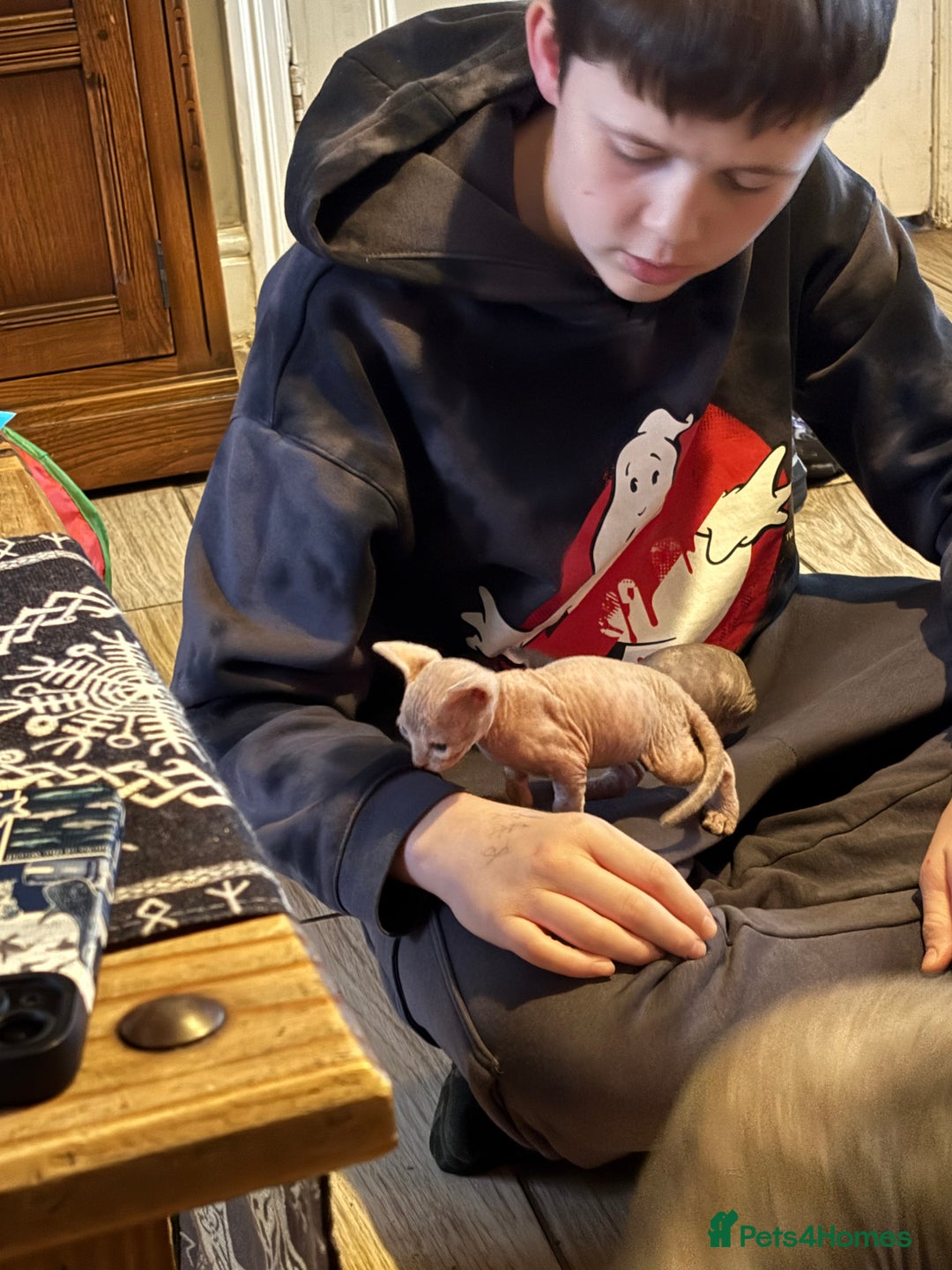 Sphynx cats for sale: Boy and girl syphnx  - Image 8