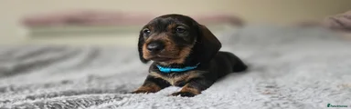 Dachshund Puppy 3