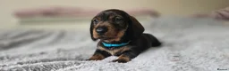 Dachshund dogs for sale: Kc registered Standard Wirehair dachshund  - Advert 23