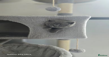British Shorthair cats in Preston - Advert 16
