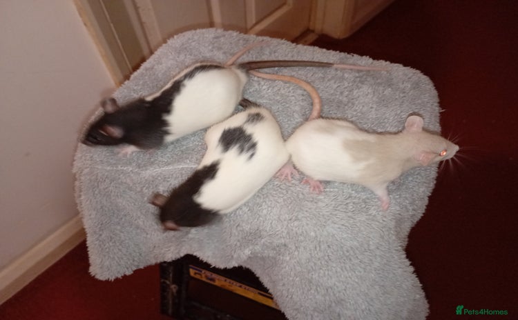 Rat rodents - Advert 11