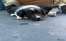Mixed Breed dogs for sale: Border colllie/bearded collie pups  - Image 20