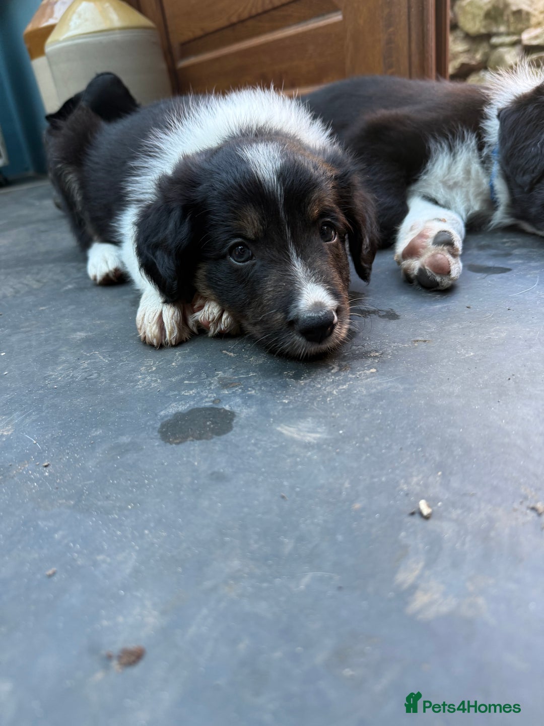 Mixed Breed dogs for sale: Border colllie/bearded collie pups  - Image 20