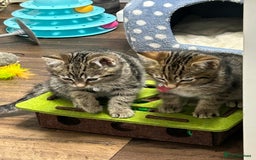 Domestic Shorthair cats for sale: 2 male tabbies - Image 2