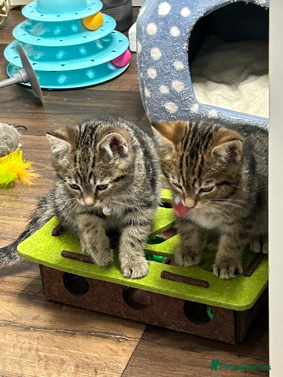 Domestic Shorthair cats for sale: 2 male tabbies - Image 2