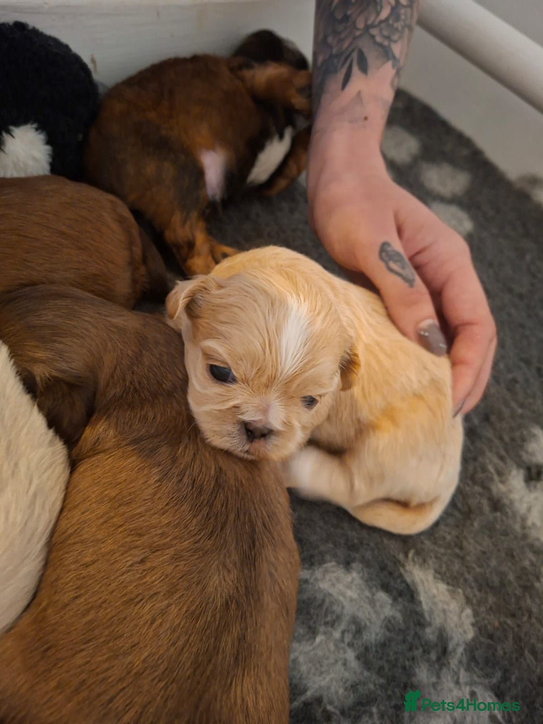 Shih Tzu dogs for sale: Stunning kc imperial shih tzus - Image 7