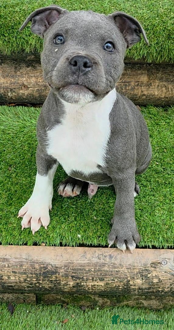 Staffordshire Bull Terrier dogs Ready Soon, Valglo Sired, KC Reg, BVA, L2 & HC.  - Advert 2