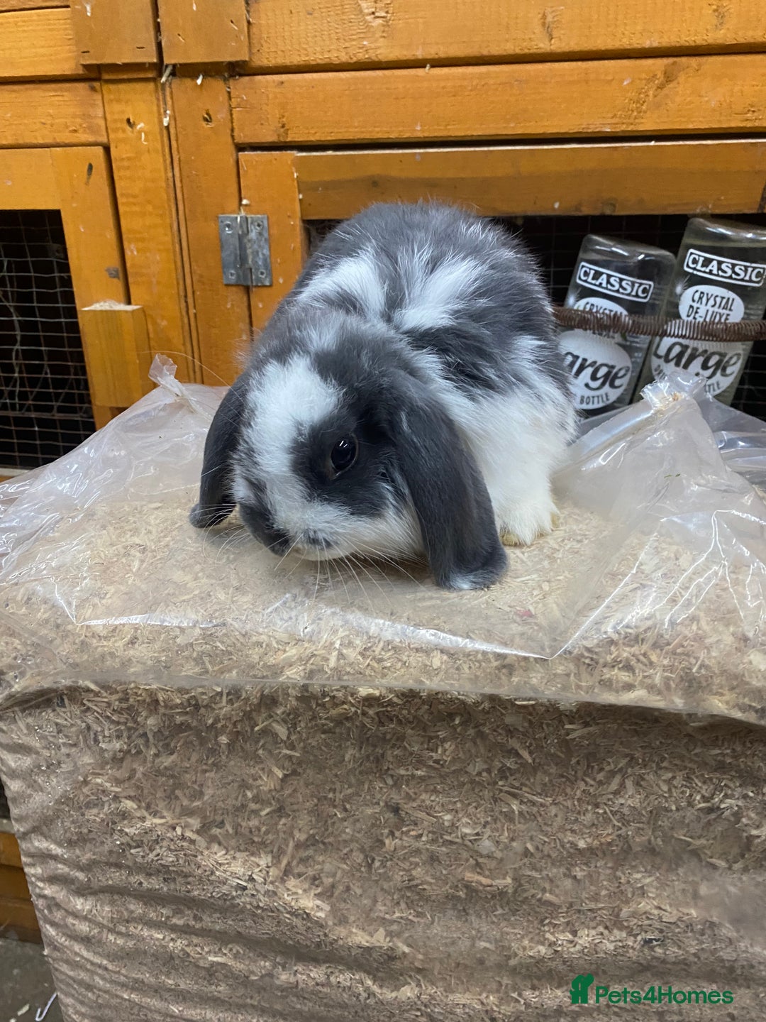 Mini Lop rabbits for sale: Stunning babies various ages vaccinated  - Advert 30