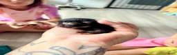 Mixed Breed cats for sale: Long haired ginger females kittens - Advert 24