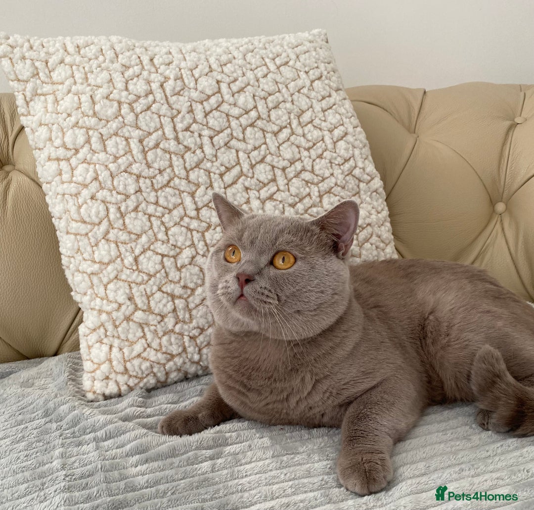 British Shorthair cats for stud: GCCF Active Lilac British ShortHair Stud in Glasgow - Image 3