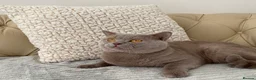 British Shorthair cats for stud: GCCF Active Lilac British ShortHair Stud in Glasgow - Advert 3