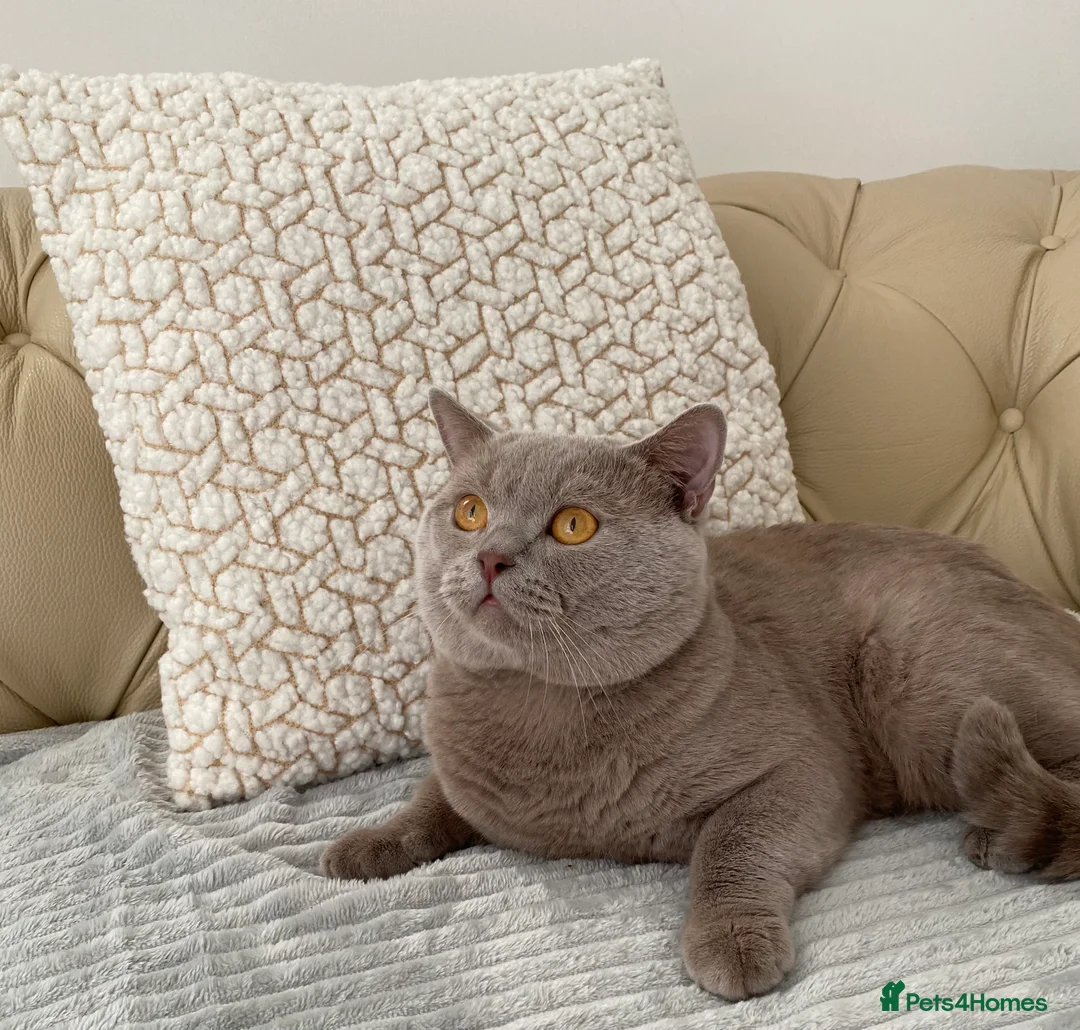 British Shorthair cats for stud: GCCF Active Lilac British ShortHair Stud in Glasgow - Advert 3
