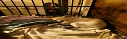 Chiweenie dogs for sale: Chihuaha X Dachshund - Advert 1