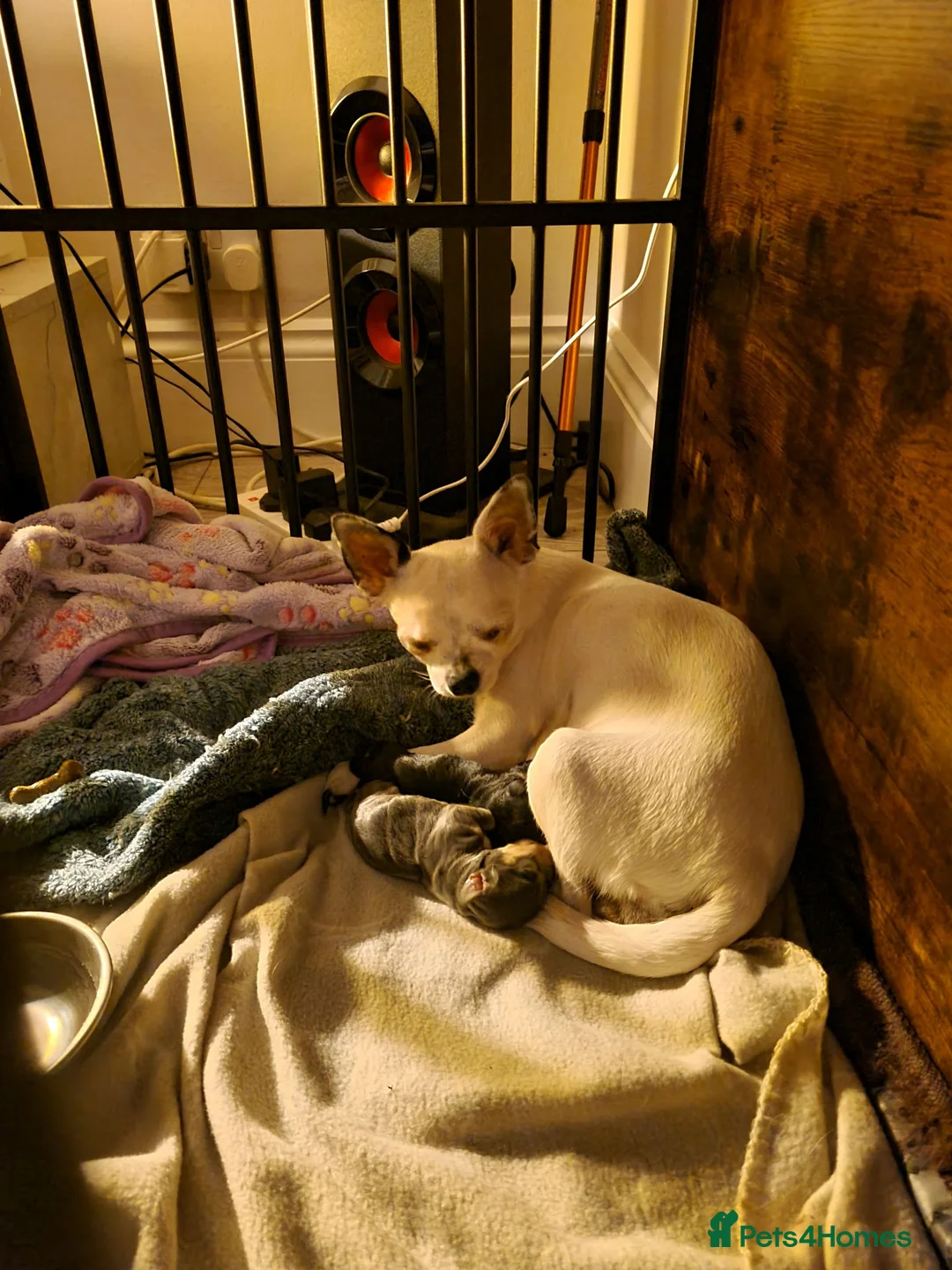 Chiweenie dogs for sale: Chihuaha X Dachshund - Advert 1