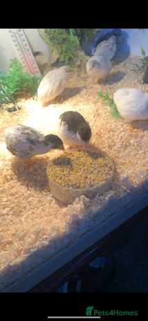 Quail poultry - Advert 5