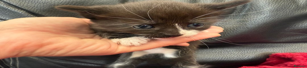 Domestic Shorthair Kitten 3