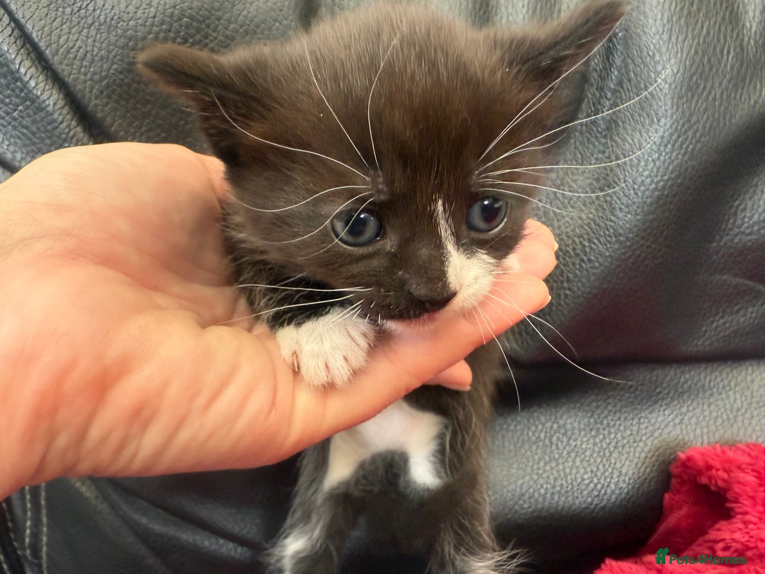 Domestic Shorthair cats for sale: 6 adorable kittens, healthy and playful 😍😻 - Image 8