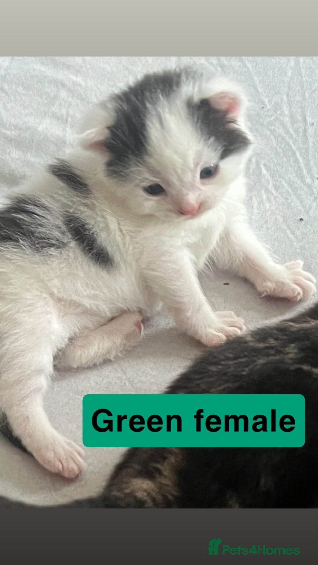 Mixed Breed cats for sale: 4 beautiful kittens  - Image 3