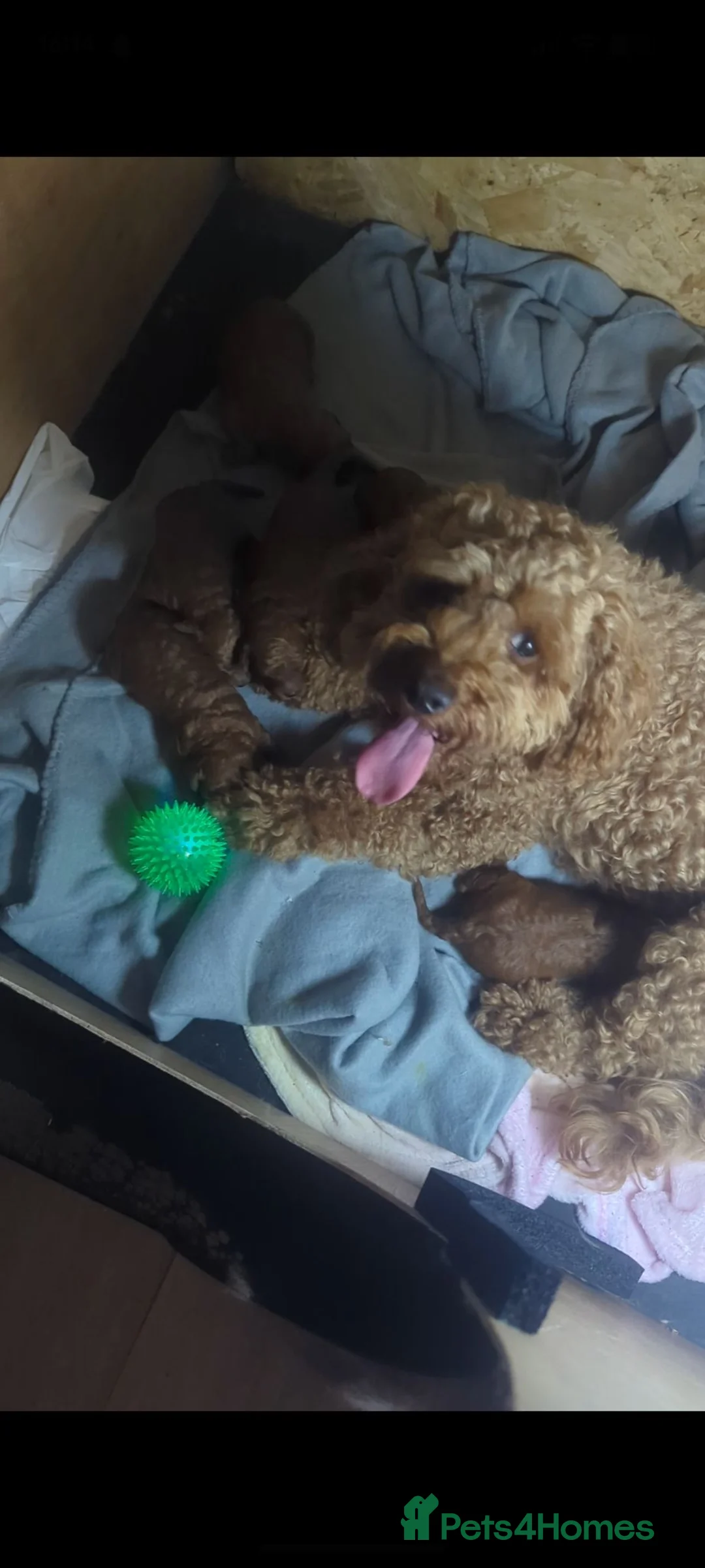 Labradoodle dogs for sale: F1B miniature labradoodle  in Skelmersdale - Advert 1