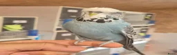 Budgerigars birds for sale: Tamed cock  - Advert 4