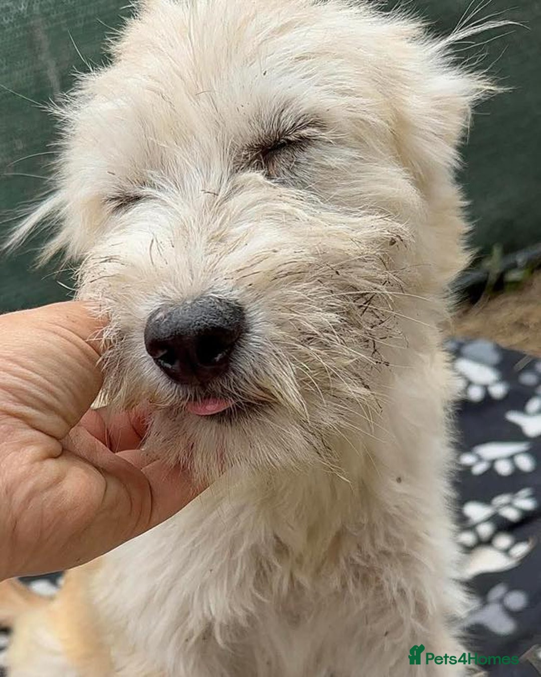 Mixed Breed dogs for adoption: Affectionate Athena - Advert 2