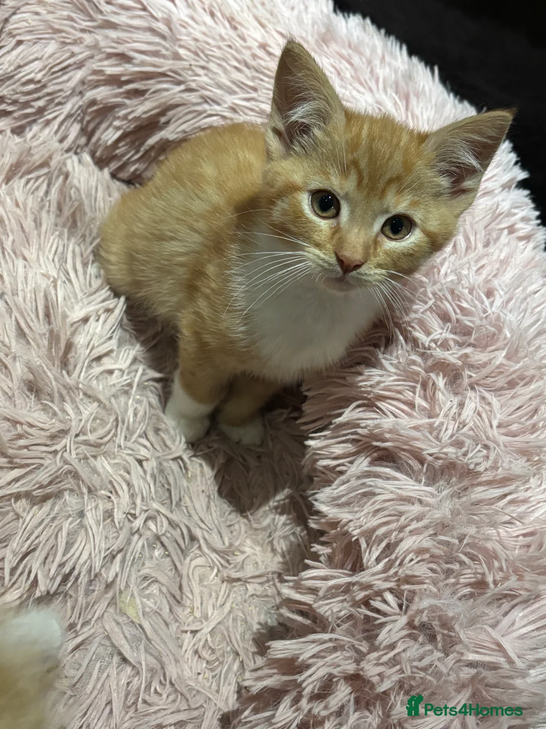 Mixed Breed cats for sale: Maine coon cross kittens ***ONLY ONE BOY LEFT!* - Advert 6