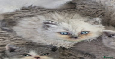 British Shorthair cats - Advert 15