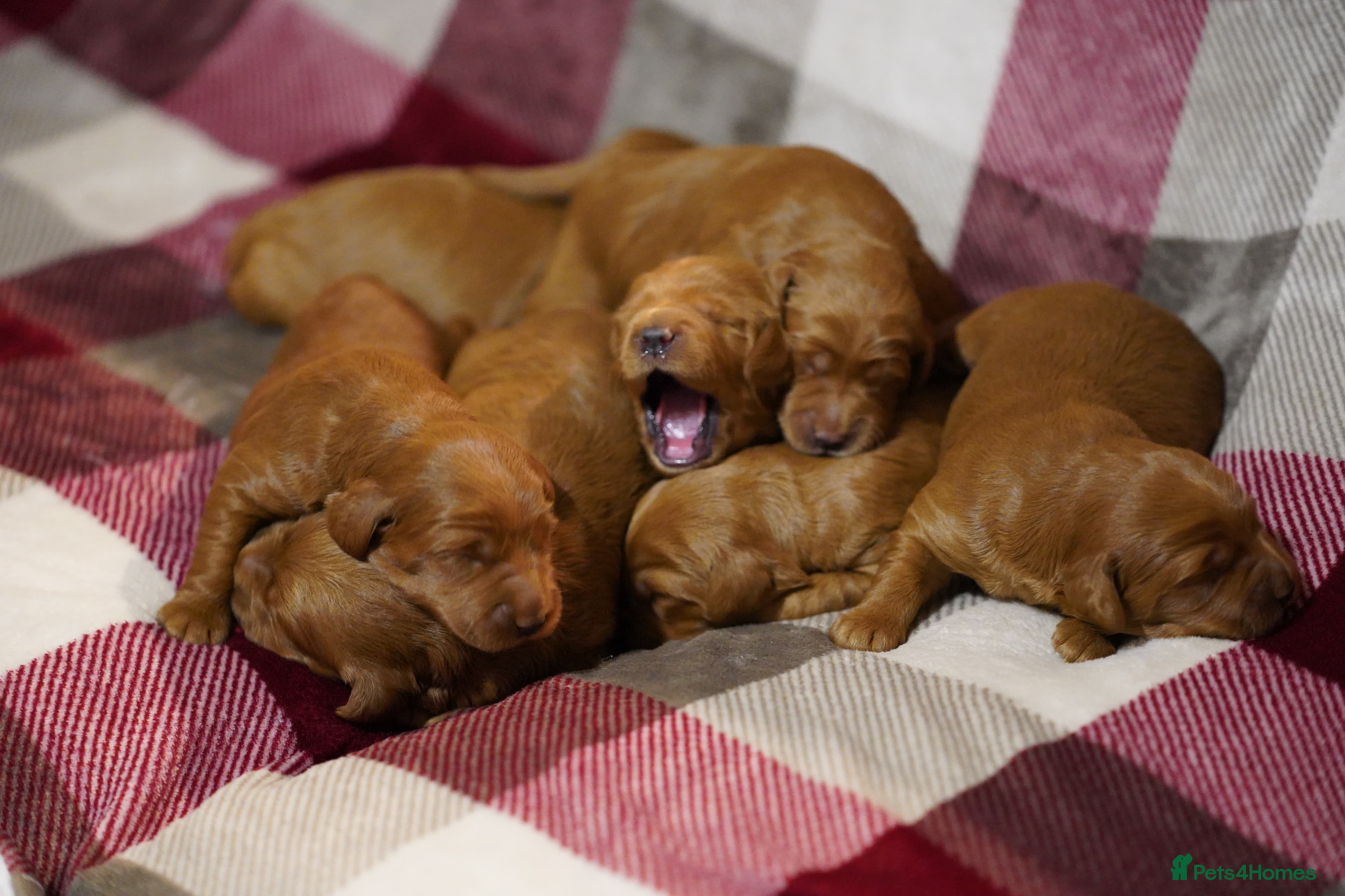 Mini Goldendoodle dogs F1 MINi GOLDENDOODLE PUPPIES - Advert 1