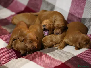 Mini Goldendoodle dogs F1 MINi GOLDENDOODLE PUPPIES - Advert 1