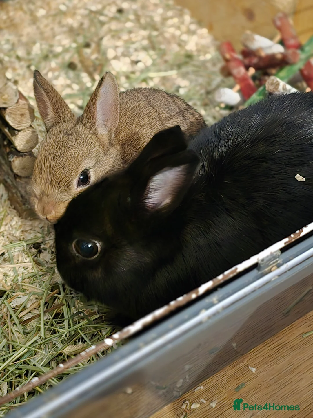 Netherland Dwarf rabbits for sale: Netherland dwarf bunnies  - Advert 1