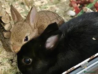 Netherland Dwarf rabbits Netherland dwarf bunnies - Advert 3