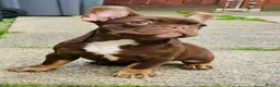 French Bulldog dogs for sale: 4 rojo male frenchie puppys - Advert 20