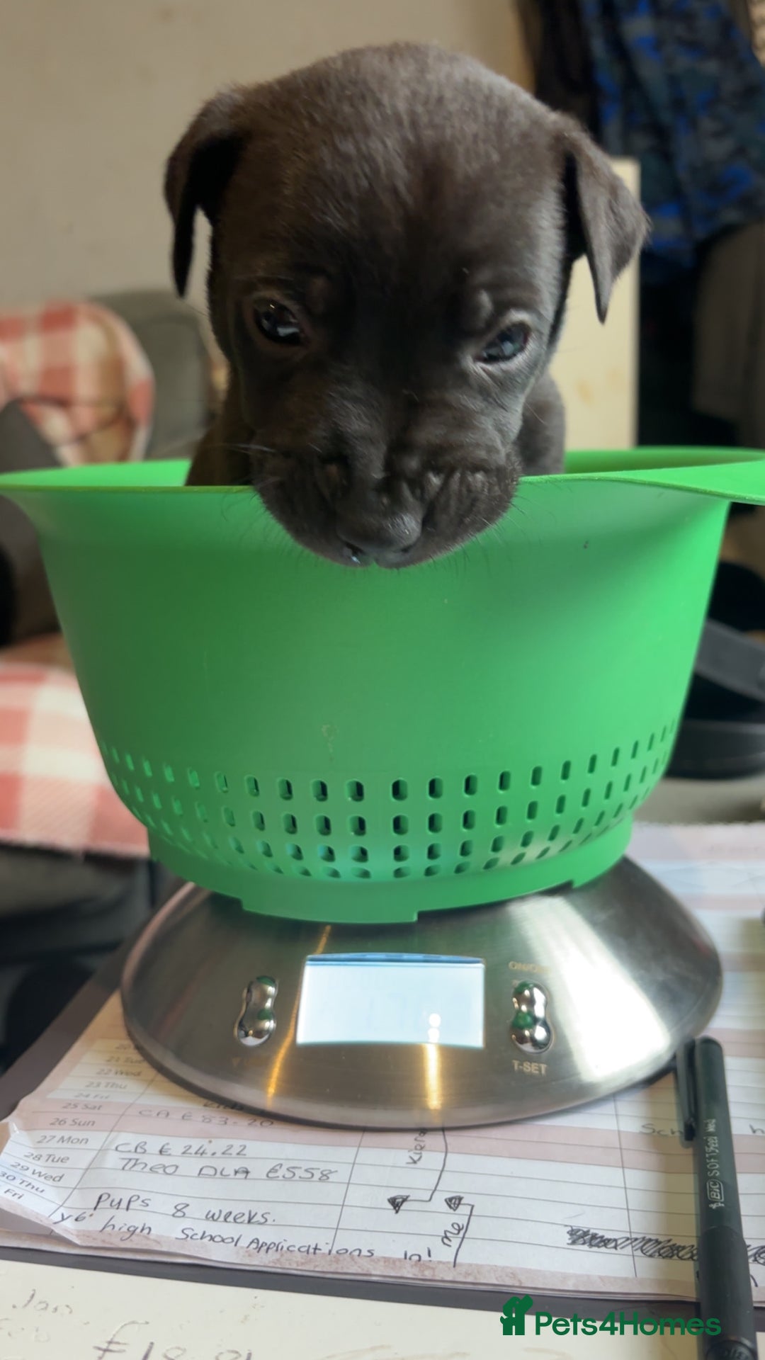 Mixed Breed dogs for sale: 1 CHUNKY BOY LEFT!!!  10 beautiful pups!!  - Image 5
