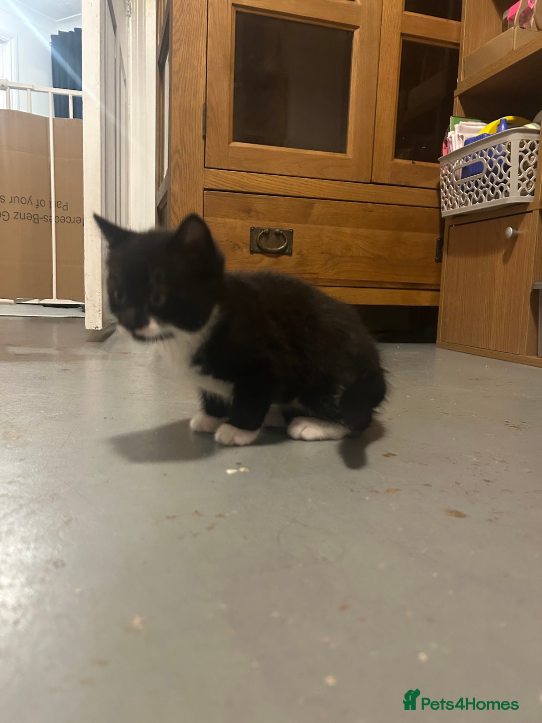 Domestic Shorthair cats for sale: Domestic short hair  - Image 5
