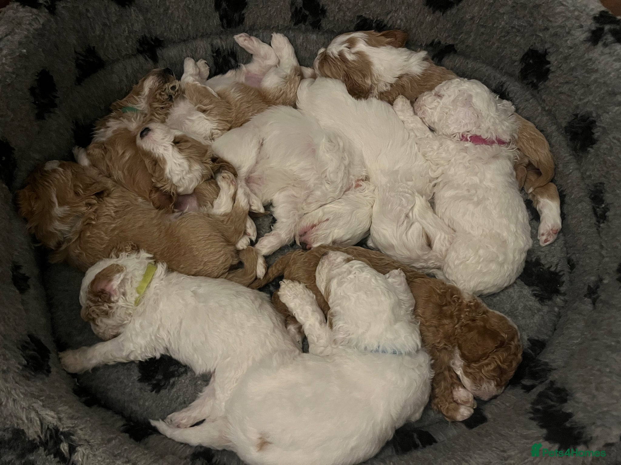 Australian Labradoodle dogs AUSTRALIAN LABRADOODLES - Health Tested - Advert 2