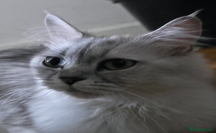 Persian cats - Advert 9