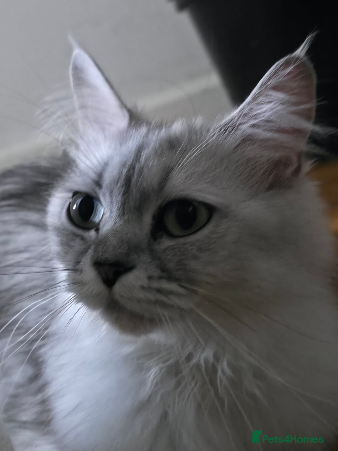 Persian cats for sale: Persian doll face - Image 1
