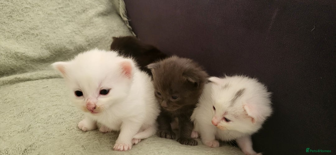 Norwegian Forest Cat cats for sale: Norwegian forest with Turkish Angora - Image 19