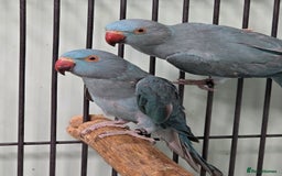 Ringnecks birds for sale: Beautiful Baby Ringnecks available now!!! - Image 6