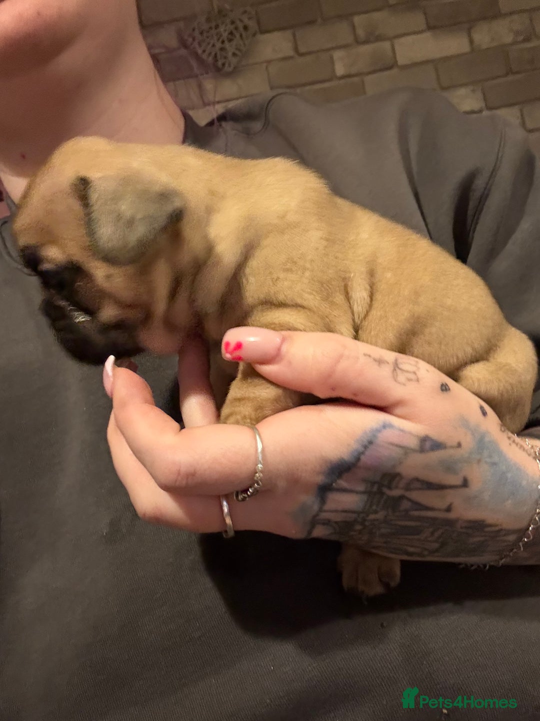 French Bulldog dogs for sale: 2 girls full French bulldogs  - Advert 7