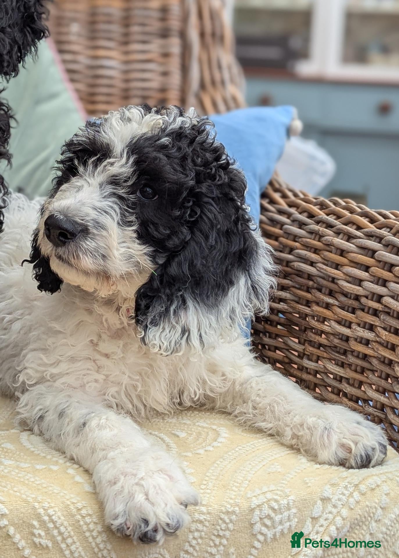 Cockapoo dogs LAST PUPPY F1 Standard Cockapoo Puppies  - Advert 1