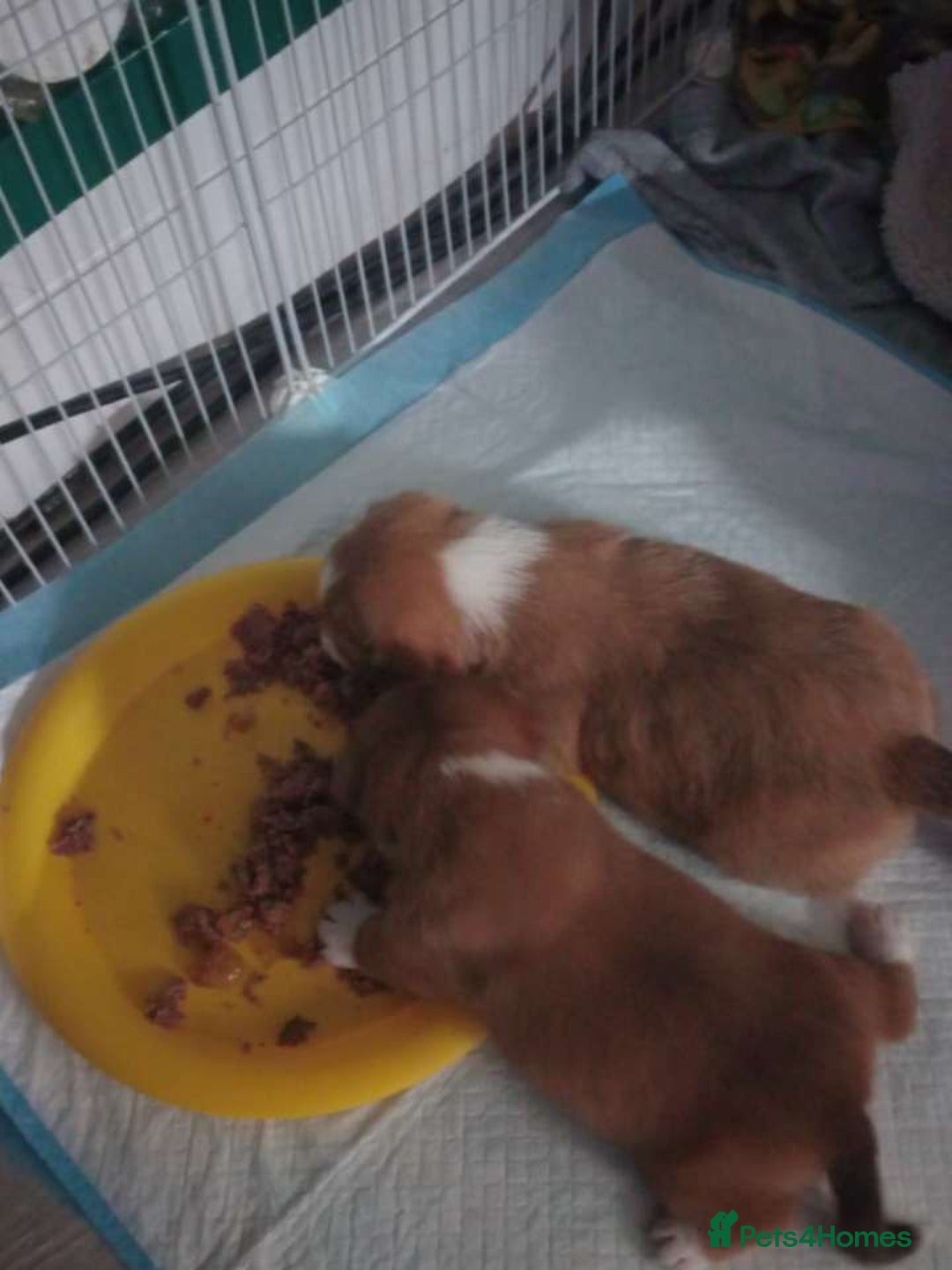 Mixed Breed dogs for sale: Beautiful YorkieRussell pups for sale! Small size  - Image 18