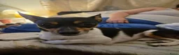 Jack Chi dogs for sale: Ryder  - Advert 3