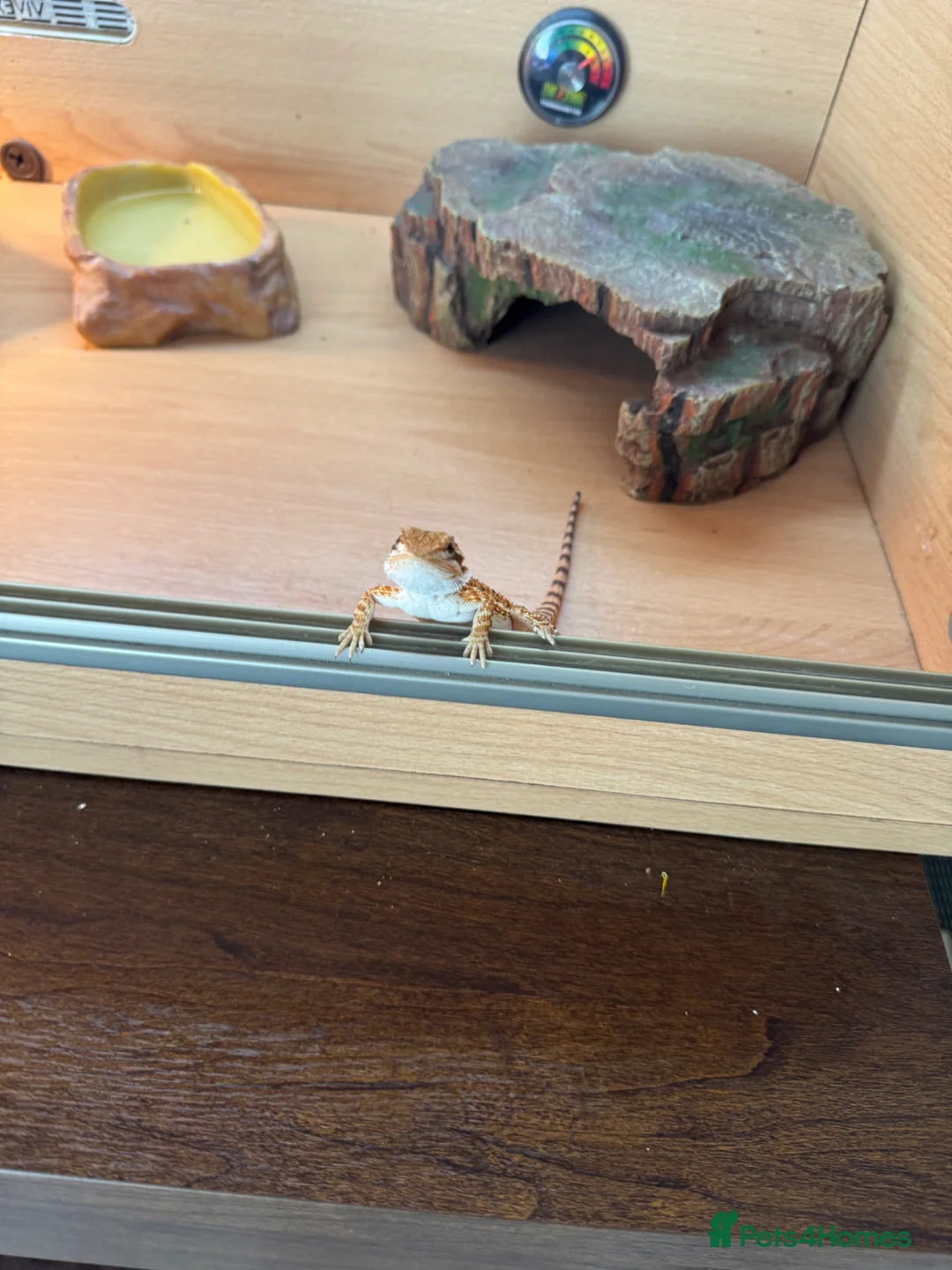 Bearded Dragon reptiles for sale: Baby bearded dragon and full set up in Ashton-under-Lyne - Advert 5