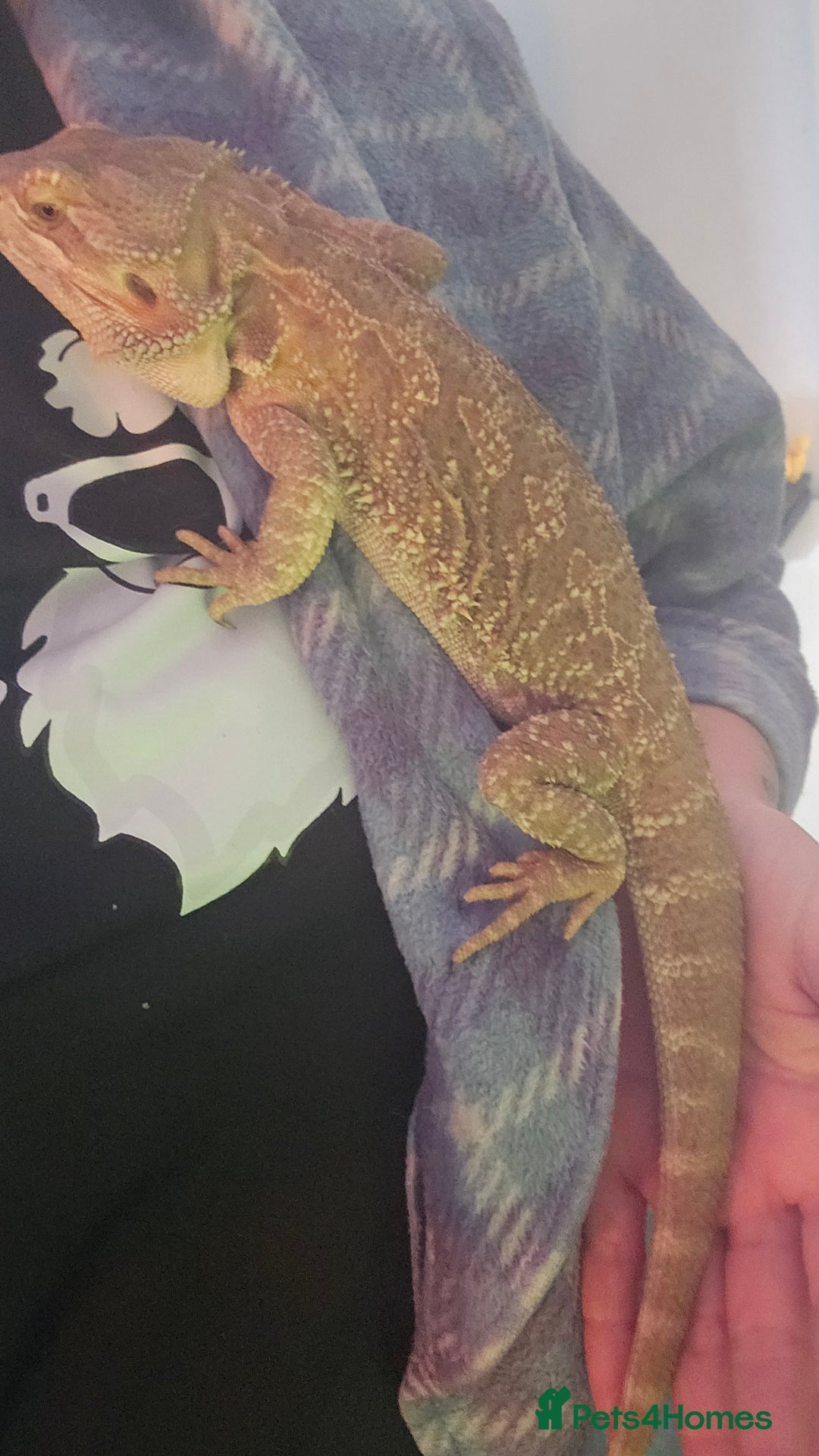 Bearded Dragon reptiles for sale: Bearded dragon for sale - Image 1