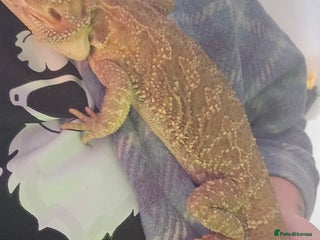 Bearded Dragon reptiles for sale - Advert 1