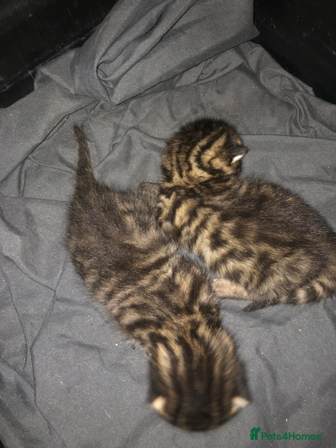 Bengal cats for sale: Bengal Persian kittens  - Image 1